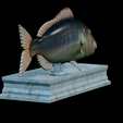 Dentex-mouth-statue-18.png fish Common dentex / dentex dentex open mouth statue detailed texture for 3d printing