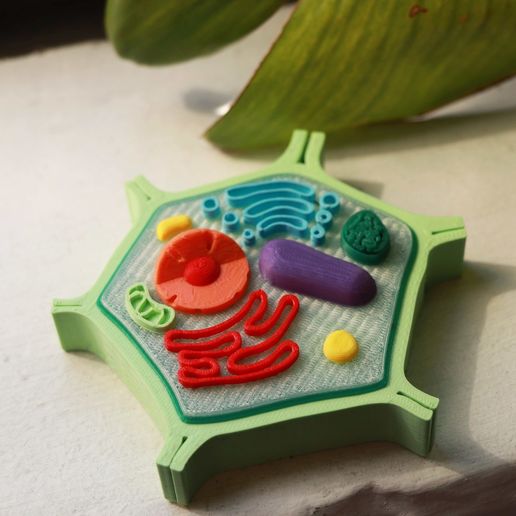 76a382d6-49ea-4827-83f3-3f5138ca760e.jpg Plant Cell Model (8 Colors)