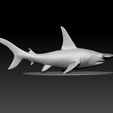 sharrk333.jpg Great hammerhead shark