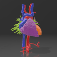 Corazon-humano.png HUMAN HEART SCAN / CORAZON HUMANO ESCANEO / HUMAN HEART SCAN