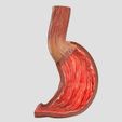 stomach-gastric-separable-parts-3d-model-max-fbx-blend-5.jpg STOMACH GASTRIC SEPARABLE PARTS 3D print model