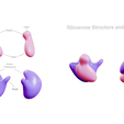 Ribosome_Render_2.png Ribosome Structure and Function