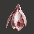 clitoris002.jpg 3D file Clitoris Anatomy - Resting Clitoris・3D print design to download