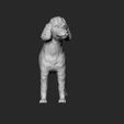05.jpg Poodle model 3D print model