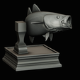 coalfish-open-mouth-statue-box-50.png COALFISH / POLLACHIUS VIRENS trophy with storage space for 3d printing