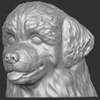 2.jpg Puppy of Bernese Mountain Dog head for 3D printing
