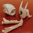 machairodus-horriblis-05.jpg Saber-tooth tiger skull (Machairodus)
