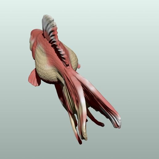 02-3.jpg Poisson rouge Pose 2