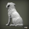 miniature-australian-shepherd4.jpg Miniature australian shepherd 3D print model