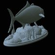 Greater-Amberjack-statue-1-40.png fish greater amberjack / Seriola dumerili statue underwater detailed texture for 3d printing