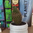 166961980_835476287311249_7856333922737366705_n.jpg Lil' one - Pequeña maceta de cactus