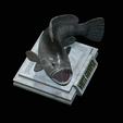 White-grouper-open-mouth-1-28.png fish white grouper / Epinephelus aeneus trophy statue detailed texture for 3d printing