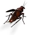 0000000JKG.jpg COCKROACH - DOWNLOAD Cockroach 3d model - animated for blender-fbx-unity-maya-unreal-c4d-3ds max - 3D printing COCKROACH INSECT