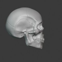 1000X1000-skull01.jpg Skull Head