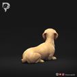 Dachshund-Smooth-Haired-Pose-09-Dog-3D-Print-5s.jpeg Teckel à poil lisse Pose 09