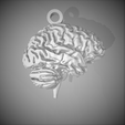 BrainRender.png Brain Keychain