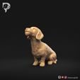 Dachshund-Miniature-Wire-Haired-Pose-05-Dog-3D-Print-9s.jpeg Dachshund Miniature Wire Haired Pose 05