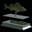 Zander-money-3.png fish sculpture of a zander / pikeperch with storage space for 3d printing