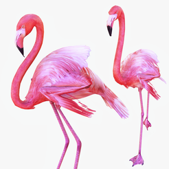 portada-gWW2.png DINOSAUR DINOSAUR 3d FLAMINGO DINOSAUR FLAMINGO 3D MODEL ANIMATED - BLENDER - 3DS MAX - CINEMA 4D - FBX - MAYA - UNITY - UNREAL - OBJ -  FLAMINGO PINK DINOSAUR DINOSAUR FLAMINGO DINOSAUR BIRD