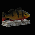 Peacock-Bass-statue-4-3-7.png FISH in motion Peacock bass (Cichla ocellaris) stone base for 3d printing