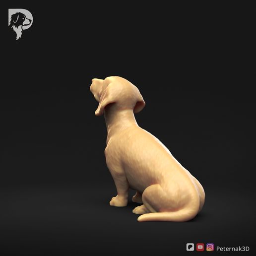 Dachshund-Smooth-Haired-Pose-05-Dog-3D-Print-6s.jpeg Teckel à poil lisse Pose 05