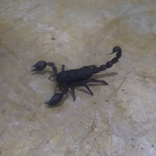 20220705_161745.jpg Scorpion