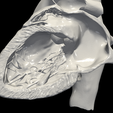 2.png 3D Model of Heart (apical 2 chamber plane)