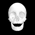 Screen-Shot-2023-02-03-at-4.03.25-PM.png Entire Hollow Skull Anatomical Model For 3D Printing