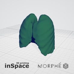 12.jpg Medical design - Lungs (in vivo)