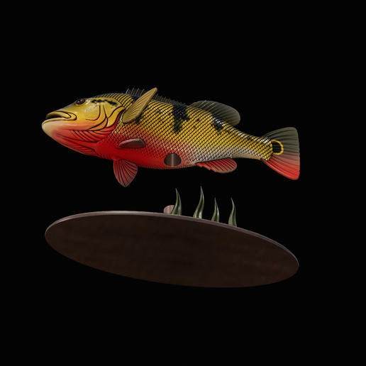 Peacock-Bass-statue-1-3-14.png FISH in motion Peacock bass (Cichla ocellaris) fish natural base detailed texture for 3d printing