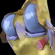 file-29.jpg Knee joint cut open detail labelled 3D model