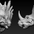 02.jpg Triceratops Head