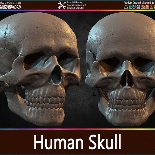 Highly-Detailed-Human-Skull-024.jpg Highly Detailed Human Skull