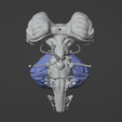21.png 3D Model of Skull with Brain and Brain Stem - best version