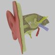 sig.jpg Ear anatomy cross section model