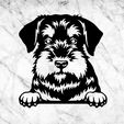 jnkjk.jpg standard schnauzer DOG DOG WALL HOUSE WALL DECOR WALL DECAL MASCOT MASCOT DOG DECO WALL HOUSE PET REALISTA