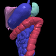 14.png 3D Model of Gastrointestinal Tract with Bones