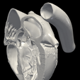 2.png 3D Model of Heart (2.3.4.5 chamber view) - 4 pack
