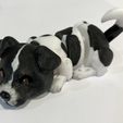 Chiens paresseux