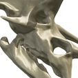 07.jpg Torosaurus skull in 3d