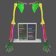 upper-limbs-with-girdle-color-coded-3d-model-1.jpg upper Limbs with girdle color coded 3D model