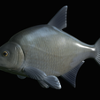 Bream-fish-20.png fish Common bream / Abramis brama solo model detailed texture for 3d printing