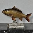 Common-Carp-Fish-model-trophy-statue_.jpg COMMON CARP (CYPRINUS CARPIO) fish in motion trophy statue detailed texture for 3d printing