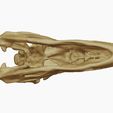 38.jpg Allosaurus skull