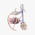 Bronchioles_Thumbnail.png 3D file Bronchioles and Alveoli Anatomy・Model to download and 3D print