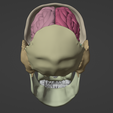 13.png 3D Model of Skull with Brain and Brain Stem - best version