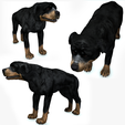 portada1.png DOG DOG - DOWNLOAD Rottweiler 3d model - animated CANINE PET GUARDIAN WOLF HOUSE HOME GARDEN POLICE - 3D printing DOG DOG DOG