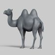 R03.jpg bactrian camel pose 02