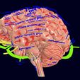 screenshot153.jpg Central nervous system cortex limbic basal ganglia stem cerebel 3D model