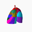 6.png Lower respiratory tract Lung 3D SEGMENTED in 19 PARTS